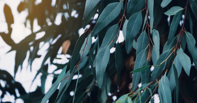 FREE 20-Minute Consultation - Start Here!