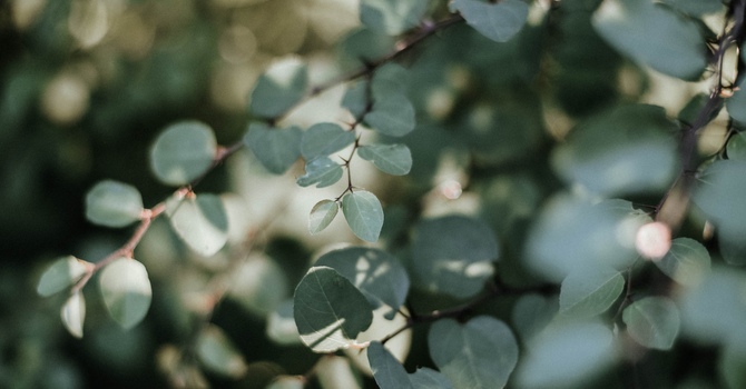 FREE 20-Minute Consultation - Start Here!