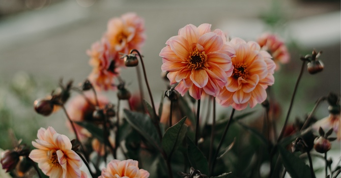 FREE 20-Minute Consultation - Start Here!